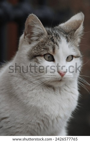 alley, hunt, persian, whiskers, greenery, closeup, ginger, looking, fluff, hungry cat, yellow, eyes, hair, stray cat, stare, fluffy, playful, furry, frisky, expression, green, alley cat, breed, kittie Royalty-Free Stock Photo #2426577765