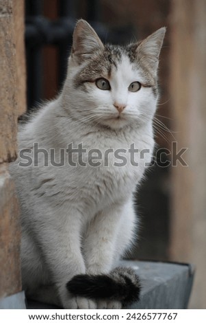 alley, hunt, persian, whiskers, greenery, closeup, ginger, looking, fluff, hungry cat, yellow, eyes, hair, stray cat, stare, fluffy, playful, furry, frisky, expression, green, alley cat, breed, kittie Royalty-Free Stock Photo #2426577767