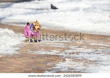 A small decorative dog dressed in a pink snowsuit walks along a paved sidewalk on a sunny day. Copy space. Royalty-Free Stock Photo #2426585899