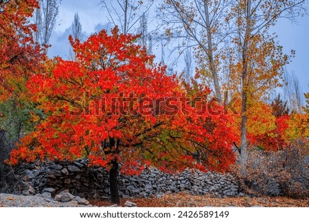 Autumn. Fall scene. Beautiful Autumnal park. Beauty nature scene. Autumn Trees and Leaves