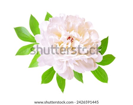Peony on a white background. White peony flower isolated. Working path saved Royalty-Free Stock Photo #2426591445