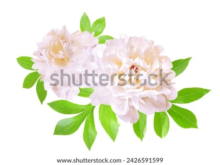 Two white peonies on a white background. White peony flower isolated. Working path saved Royalty-Free Stock Photo #2426591599