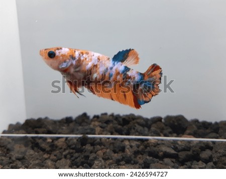 simple and natural betta fish photo