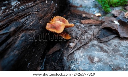 a pile of orange, umbrella-shaped mushrooms on a fallen tree trunk. for background or wallpaper. blurry background