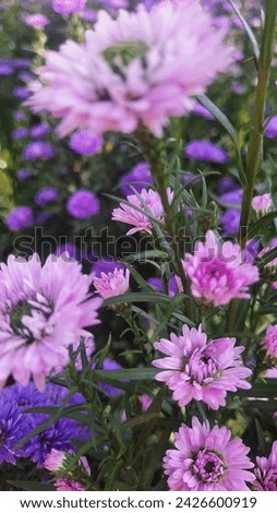 Margaret flower ,daisy flower,violet-pink flower
 Flowers that express sincerity and true love. Take close-up photos, focus on specific points, and take blurry photos.