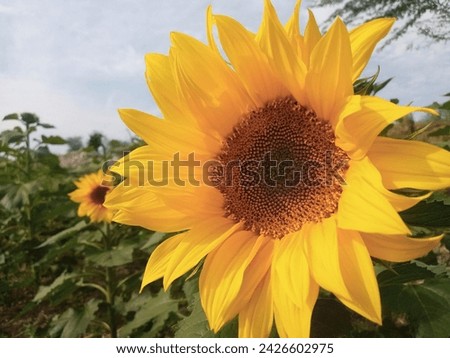Sunflowers Photos. Yellow Sunflowers  Images. Sunflowers Pictures