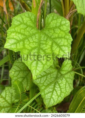 Beautiful outdoor photography of the green leaves with veins pattern on it surface.