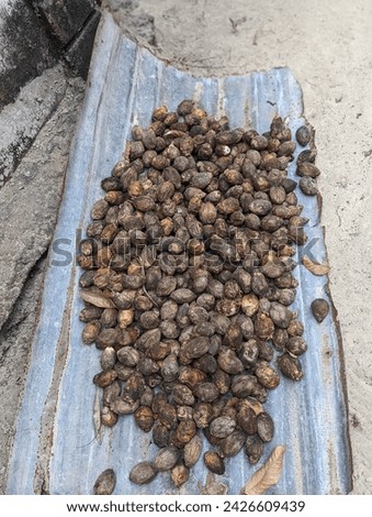 Picture of dried areca nut on zinc. Dried areca nut is used as an alternative medicine in the Malay community.It is also used as an ingredient in the batik making industry.