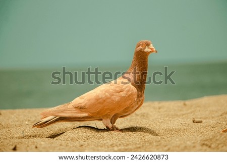 a brown pigeon standing on the sand of a beach. The pigeon is standing on two legs, with its other leg tucked under its body. at Anyar Beach