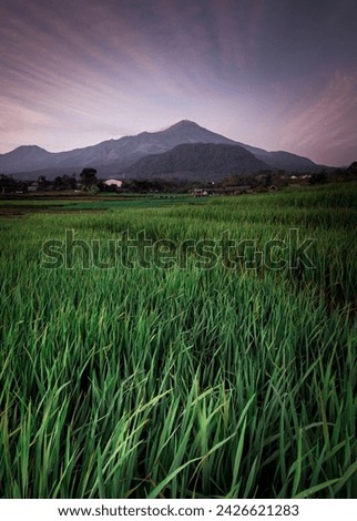 The Mojokerto rice field area is one of the largest rice producers in East Java. Located on the slopes of Mount Arjuno, this makes this area a very good place to take pictures