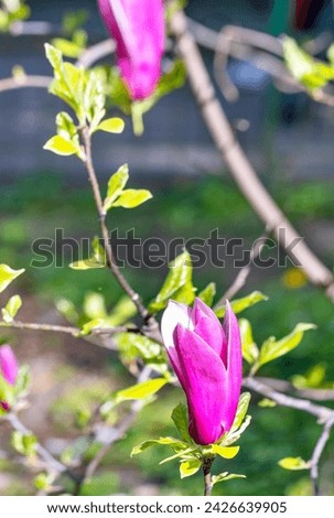 Large beautiful blooming magnolia flowers in the garden in early spring. Vertical image.