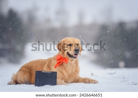 a beautiful golden retriever dog lies on the snow in a snowy forest with a sign for notes. Copy paste
