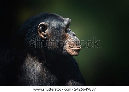 Chimpanzee (Pan troglodytes) - Great Ape Royalty-Free Stock Photo #2426649837