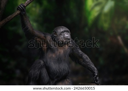 Chimpanzee (Pan troglodytes) - Great Ape Royalty-Free Stock Photo #2426650015