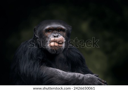 Chimpanzee (Pan troglodytes) - Great Ape Royalty-Free Stock Photo #2426650061