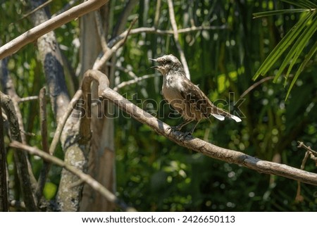 Chalk-browed Mockingbird (Mimus saturninus) - Mimic Thrush