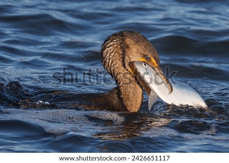 Double-crested Cormorant (Phalacrocorax auritus) capturing a fish from a coastal river - Florida Royalty-Free Stock Photo #2426651117