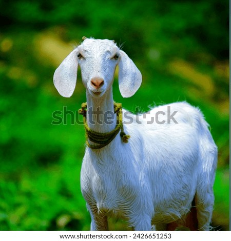 Original goat gulabi grass goat amazing look picture eid ul adha 