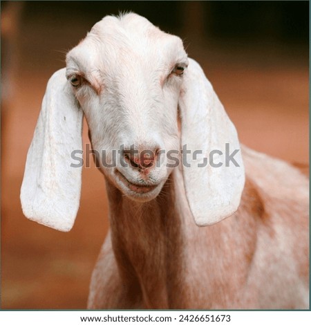 Gulabi goat original Pakistani bakra amazing picture look eid ul adha 