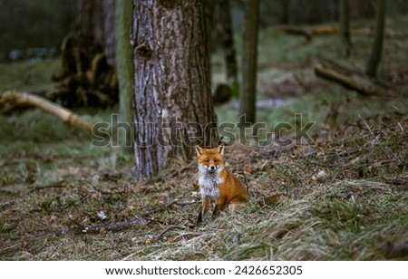 Fox in forest. A lonely fox in the forest. Lonely fox. Fox in nature