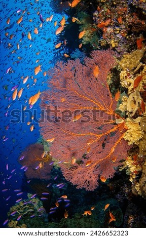 Underwater coral reef. Beautiful underwater life. The underwater world of coral reefs. Underwater coral fishes Royalty-Free Stock Photo #2426652323