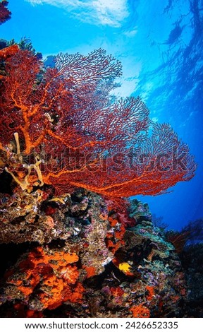 Underwater coral reef. The underwater world of coral reefs. Beautiful underwater scene. Underwater coral