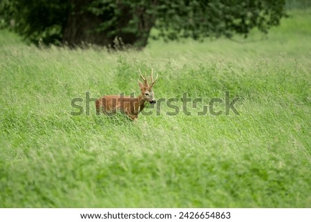 roe deer (Capreolus capreolus) feeding in a field of green winter grass Royalty-Free Stock Photo #2426654863