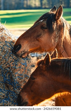 horses eat hay, brown horses