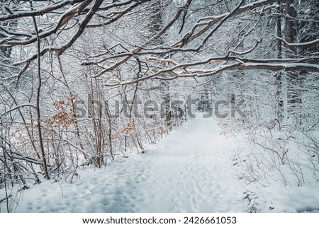 winter wonderland, snow, trail, forest, winter mood