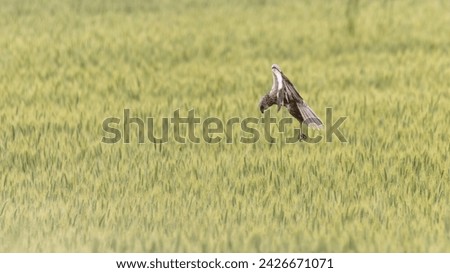 Western marsh harrier landing on a rodent