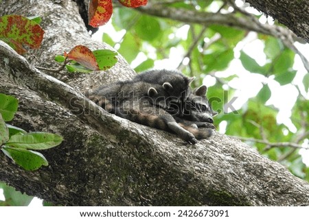 Raccoon with baby at Cahuita National Park in Costa Rica