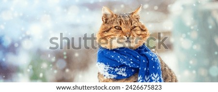 Portrait of a funny cat in knitted scarf. Cat sitting outdoors in the snow in winter during snowfall Horizontal banner