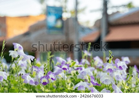 Coromandel or Asystasia gangetica or Chinese violet.