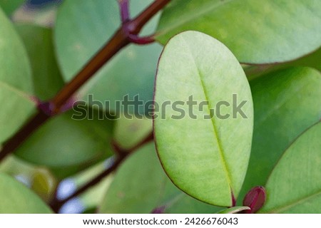 close up small green leaves on blurred backdrop. beauty nature background concept. free space for text.