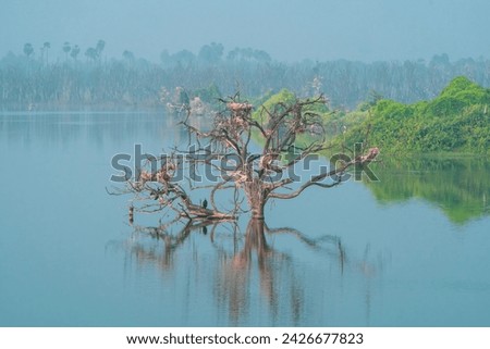 beautiful picture photograph of empty bird nest nesting dead tree branch sanctuary turquoise blue calm water lake wallpaper background negative space reflection serene india tamilnadu kerala tourism 