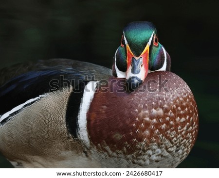 Close up Portrait of a Male Wood Duck in Dim Lighting