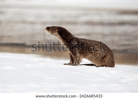 Lutra ordinary. A river otter sits on the river bank. Winter day. The otter is a family of mustelids. Blurred background. The otter is a family of mustelids.