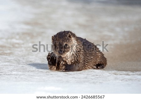 Lutra ordinary. A river otter lies on the river bank and eats fish. Winter day. The otter is a family of mustelids. Blurred background. The otter is a family of mustelids.
