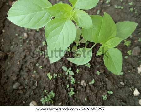 defocused photo of basil plant in pot