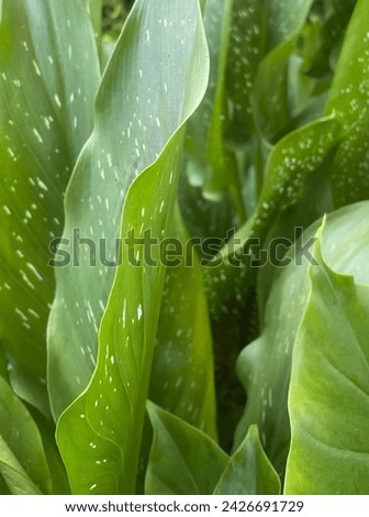 Some tropical leaves close up