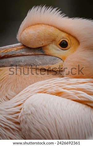 Pelican (Pelecanus Onocrotalus), great white Pelican, rosy pelican Royalty-Free Stock Photo #2426692361