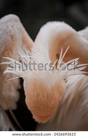 Pelican, (Pelecanus onocrotalus), great white pelican, rosy pelican Royalty-Free Stock Photo #2426693615