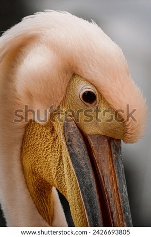 Pelican, (Pelecanus onocrotalus), great white pelican, rosy pelican Royalty-Free Stock Photo #2426693805