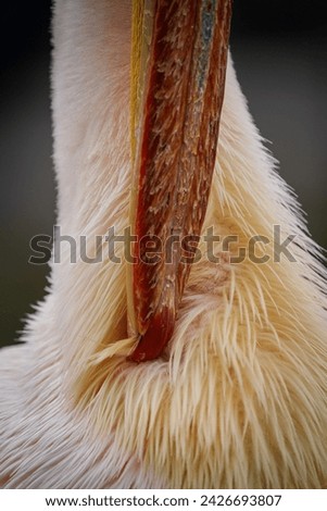 Pelican, (Pelecanus onocrotalus), great white pelican, rosy pelican Royalty-Free Stock Photo #2426693807