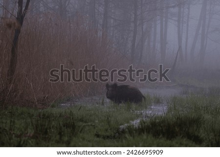 A beautiful wild boar (Sus scrofa) comes out of the reeds in a backwater, in a swamp, in a nature reserve, a large game animal, a nature reserve, a dreamlike morning in the fog and a large wild boar Royalty-Free Stock Photo #2426695909