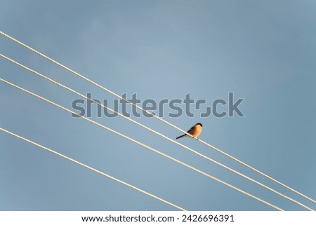 Eurasian bullfinch on electrical wire