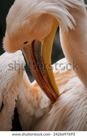 Pelican, (Pelecanus onocrotalus), great white pelican, rosy pelican Royalty-Free Stock Photo #2426697693