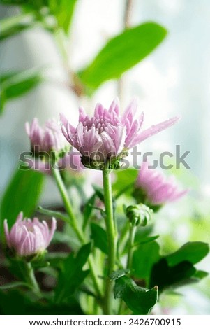 Beautiful image of flowers suitable for commercial and non-commercial use