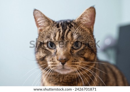 American Wirehair Cat Green Eyes