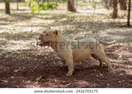 A brown American bully dog posing in a park on red gravel